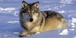 Har registrert flere ulver